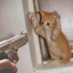 Meet your Posher, Sam